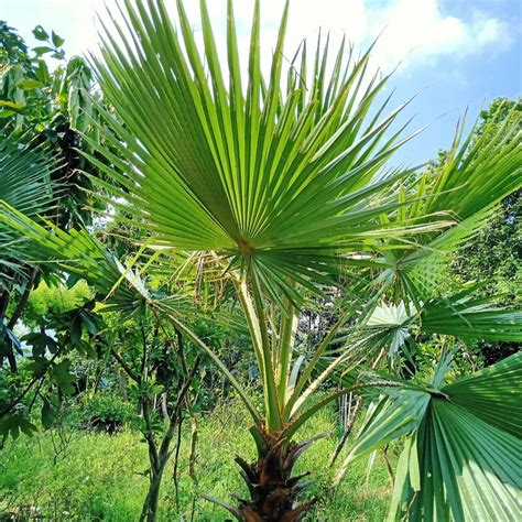 棕梠數|棕榈（棕榈科棕榈属植物）